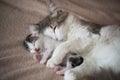 Cat sleeping with kitten and hugs him Royalty Free Stock Photo
