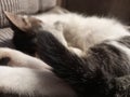 Cat sleeping kucing tidur Royalty Free Stock Photo