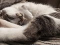 Cat sleeping kucing tidur Royalty Free Stock Photo