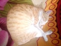 Cat sleeping