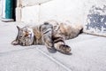 Cat sleeping lying in the sun in a calla of venice Royalty Free Stock Photo