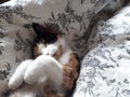 Cat sleeping in the master bedroom