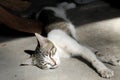 Cat sleeping in the morning sun Royalty Free Stock Photo