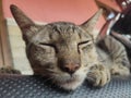 cat sleeping on motorcycle seat