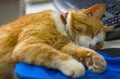 Cat sleeping on the mouse pad near the keyboard Royalty Free Stock Photo