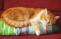 Cat sleeping on a multi colored cushion Royalty Free Stock Photo