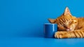 A cat sleeping next to a blue cup on a blue surface Royalty Free Stock Photo