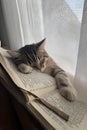 Cat Sleeping on Open Book Royalty Free Stock Photo