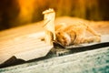 Cat sleeping on outbuilding roof Royalty Free Stock Photo
