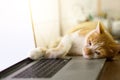 Cat sleeping over a blank screen laptop on wooden desk Royalty Free Stock Photo