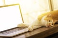 Cat sleeping over a blank screen laptop on wooden desk Royalty Free Stock Photo