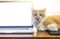 Cat sleeping over a laptop on wooden desk Royalty Free Stock Photo