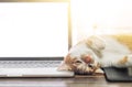 Cat sleeping over a laptop on wooden desk Royalty Free Stock Photo