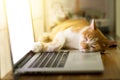 Cat sleeping over a laptop on wooden desk Royalty Free Stock Photo