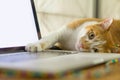 Cat sleeping over a laptop on wooden desk Royalty Free Stock Photo