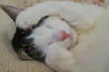 Cat sleeping with paw cover its face on white blanket Royalty Free Stock Photo