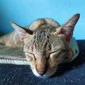 The cat is sleeping peacefully. Royalty Free Stock Photo