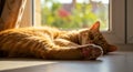 Cat Sleeping Peacefully on Sunlit Windowsill with Soft Focus Background Royalty Free Stock Photo