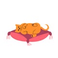 Cat sleeping on pillow. Sleepy relaxed feline animal lying on pet cushion.