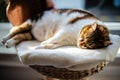 Cat sleeping profoundly on the cat-tree near the window