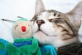 Cat sleeping with puppet