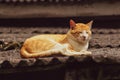 Cat sleeping on the quiet roof Royalty Free Stock Photo
