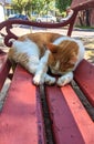 Cat sleeping on red bench with street background