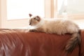 Cat, sleeping and relax on sofa in home with healthy pet in apartment living room. Calm, kitten and grey fur of persian