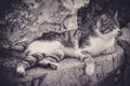 Cat Sleeping on a Rock Royalty Free Stock Photo