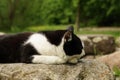 Cat sleeping on a rock Royalty Free Stock Photo