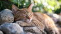 a cat is sleeping on a rock in the sun Royalty Free Stock Photo