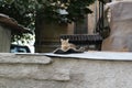 Cat sleeping on the roof, basking in the sun and sunbathing Royalty Free Stock Photo