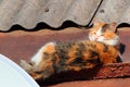 Cat sleeping on the roof, cat basking in the sun and sunbathing Royalty Free Stock Photo