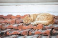 Cat sleeping on the roof Royalty Free Stock Photo