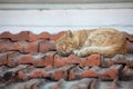 Cat sleeping on the roof Royalty Free Stock Photo