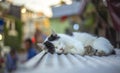 Cat sleeping on a roof in Istanbul. Royalty Free Stock Photo