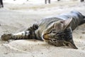 Cat sleeping on the sand. Royalty Free Stock Photo