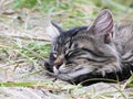 Cat sleeping on the sand Royalty Free Stock Photo