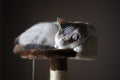 cat sleeping on the scratching post Royalty Free Stock Photo