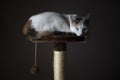 cat sleeping on the scratching post Royalty Free Stock Photo