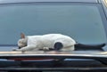 Cat sleeping on shiny car