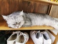 The cat sleeping in the shoebox