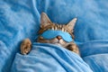 Cat sleeping in sleep mask lying in the bed. World Sleep Day concept. Rest and relax, daydreaming, healthy sleep, lazy day off