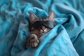 Cat sleeping in sleep mask lying in the bed. World Sleep Day concept. Rest and relax, daydreaming, healthy sleep, lazy day off