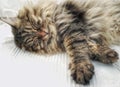 Cat sleeping on the sofa , tender siberian kitten long haired
