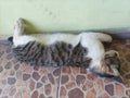 a cat sleeping soundly near the wall so cutely Royalty Free Stock Photo