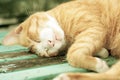 Cat Sleeping Soundly on a Public Bench Royalty Free Stock Photo