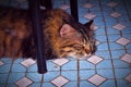 The Cat Sleeping Soundly Underneath The Dinner Table