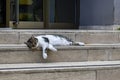 A cat sleeping on the stairs Royalty Free Stock Photo