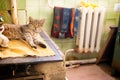 Cat sleeping on stove fireplace Royalty Free Stock Photo